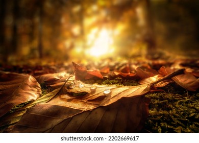 Closeup of Autumn leaves with drops of water on the forest ground, with the setting sun in the background