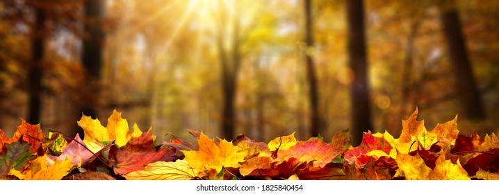 Closeup of autumn leaves on the ground in a forest, defocused trees with golden foliage and beautiful rays of sunlight in the background - Shutterstock ID 1825840454