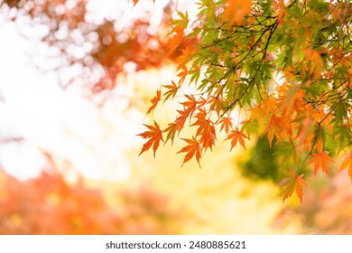 Closeup of autumn leaves in shades of orange and green illuminated by sunlight showcasing the beauty of fall seasonal - Powered by Shutterstock