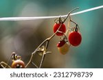 Close-up and autumnal view of cherry tomatoes with red fruits and stem hanging on white rope near Sangju-si, South Korea
