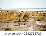 A closeup of azebra herd in the Etosha national park, Namibia