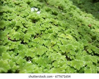 Closeup Of Azolla