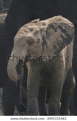 Closeup of a baby African elephant while drinking, Kruger National Park. 