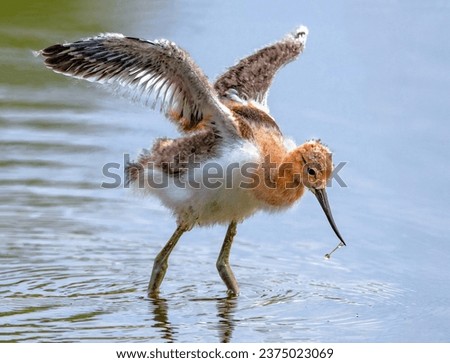 Closeup of a baby Avocet with downy plumage, stretching its wings while foraging for food.