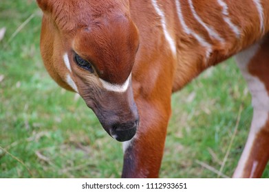 A Close-up Of A Baby Bongo