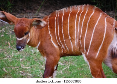 A Close-up Of A Baby Bongo