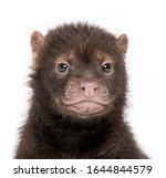 Close-up of a baby Bushdog looking at the camera, Speothos venaticus, 2 months old, isolated on white
