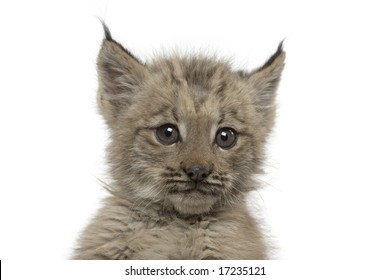 baby canadian lynx