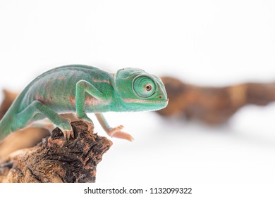 Close-up Of A Baby Chameleon Lizard