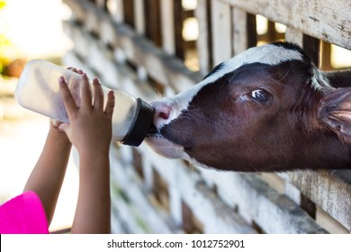 Closeup - Baby Cow Feeding On Milk Bottle By Hand Child In Thailand Rearing Farm.