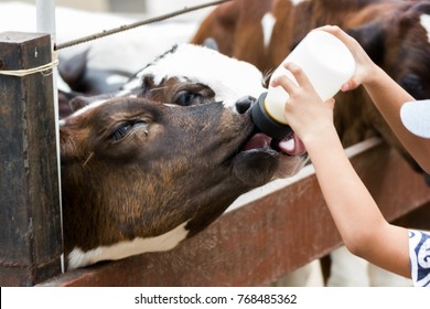 Closeup - Baby Cow Feeding On Milk Bottle By Hand Child In Thailand Rearing Farm.