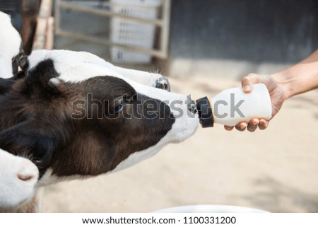 Similar – Little baby cow feeding from milk bottle.