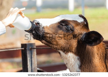 Similar – Little baby cow feeding from milk bottle.