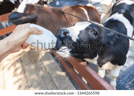 Little baby cow feeding from milk bottle.