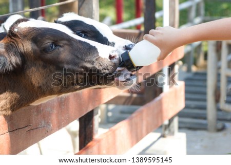 Similar – Little baby cow feeding from milk bottle.