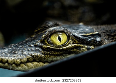 Close-up Baby crocodile in the exhibition at zoo, Close-up yellow eye of baby crocodile - Powered by Shutterstock