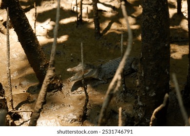 Close-up of a Baby Crocodile in Mud Between Mangrove Roots in the Daintree Rainforest, Port Douglas, Queensland, Australia - Powered by Shutterstock