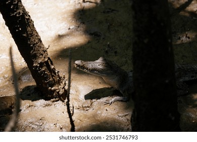 Close-up of a Baby Crocodile in Mud Between Mangrove Roots in the Daintree Rainforest, Port Douglas, Queensland, Australia - Powered by Shutterstock