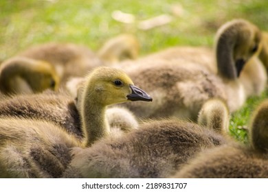 1,521 Peck baby Images, Stock Photos & Vectors | Shutterstock