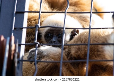 A Closeup Of A Baby Gibbon Inside Of A Cage In A Zoo On A Sunny Day