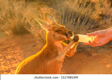 Closeup of baby Kangaroo orphan having their milk. Tourist feeds small kangaroo bottle feeding outdoors. Sunset golden light shot. Australian Marsupial, Northern Territory, Red Centre.