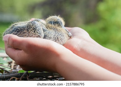 A Closeup Of A Baby Pigeon In Hands