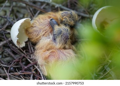 A Closeup Of Baby Pigeon In A Nest