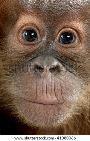 Close-up of baby Sumatran Orangutan, 4 months old