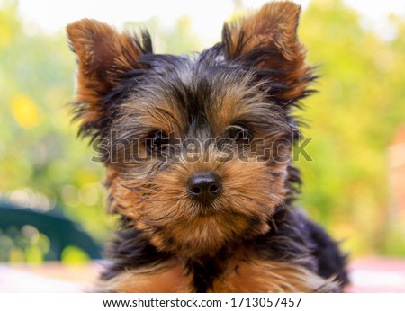 Closeup of baby Yorkshire terrier puppy outside. Front portrait and detail of young and cute Yorkie pup, playing outside with blurred background.