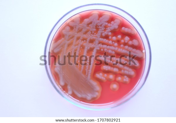 Bacillus Cereus On Agar Plate