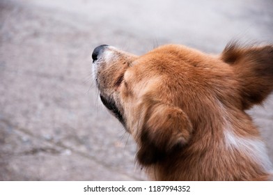 Closeup Back Of Head’s Dog