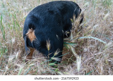 Close-up of the back of a Rottweiler dog standing among wild grasses. Dried spikelets of Hordeum murinum in the hair of the female dog. Spikelets of Hordeum murinum are dangerous for pets. - Powered by Shutterstock