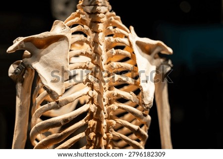 Close-up back view of a human skeleton model, the detailed anatomy of the spine, scapula bones, and upper ribcage. Perfect for medical, scientific, and educational use.