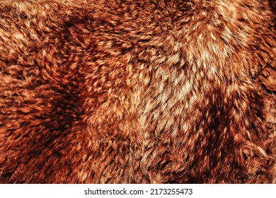 Close-up background bearskin full frame. Red brown bear fur natural skin. Animal wildlife concept and style for design, textures and wallpaper. Copy space