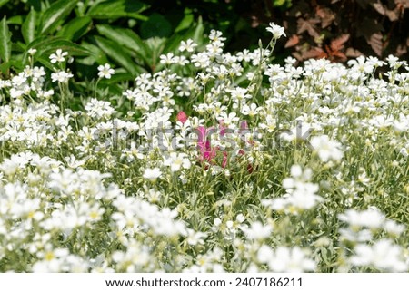 close-up background featuring Cerastium tomentosum also known as snow-in-summer