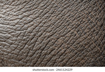 Close-up background pattern of Asian elephant skin