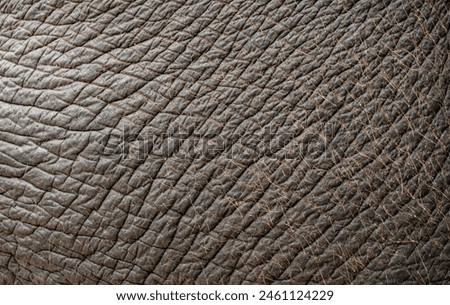 Close-up background pattern of Asian elephant skin