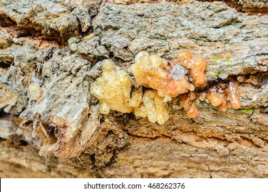 Closeup background photo of texture of old and dry tree bark of Gum tree