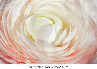 Closeup background   pink ranunculus. Selective focus
