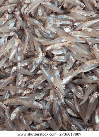 Close-up background texture of freshly caught small silverfish or whitebaitpiled high for sale at a local fish market, ready to be used as fresh seafood ingredients.