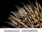 Close-up background texture showing sharp porcupine quills. The quills are slender and pointed, with a distinctive pattern. Ideal for texture backgrounds and nature-themed designs