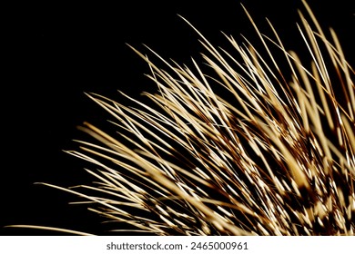Close-up background texture showing sharp porcupine quills. The quills are slender and pointed, with a distinctive pattern. Ideal for texture backgrounds and nature-themed designs