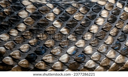 Closeup background texture of western diamond back rattle snake scales