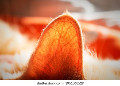 Close-up of a backlit cat's ear with blood vessels highlighted. Circulatory system of the cat's auditory system. External view of hearing apparatus of a cat with small veins and capillary. 