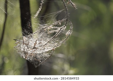 Close-up of a backlit spider web on a thorny branch in Warrumbungle National Park.