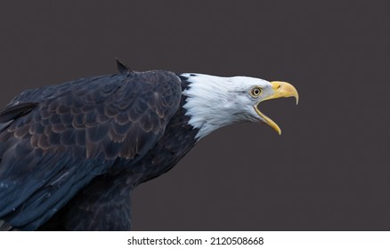 Closeup Of Bald Eagle Calling - Beak Open