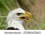 A close-up of a bald eagle (Haliaeetus leucocephalus) showcasing its formidable beak