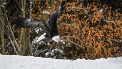 A Close-up  Of A Bald Eagle (Haliaeetus Leucocephalus) Taking Off From A Snowy Ground , Trees Wit Dry Leaves In The Background