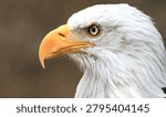 Close-up of bald eagle head with sharp focus