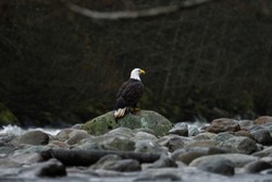 Close-up Of Bald Eagle Sitting On Rocks Next To The River While Raining On Cloudy Day